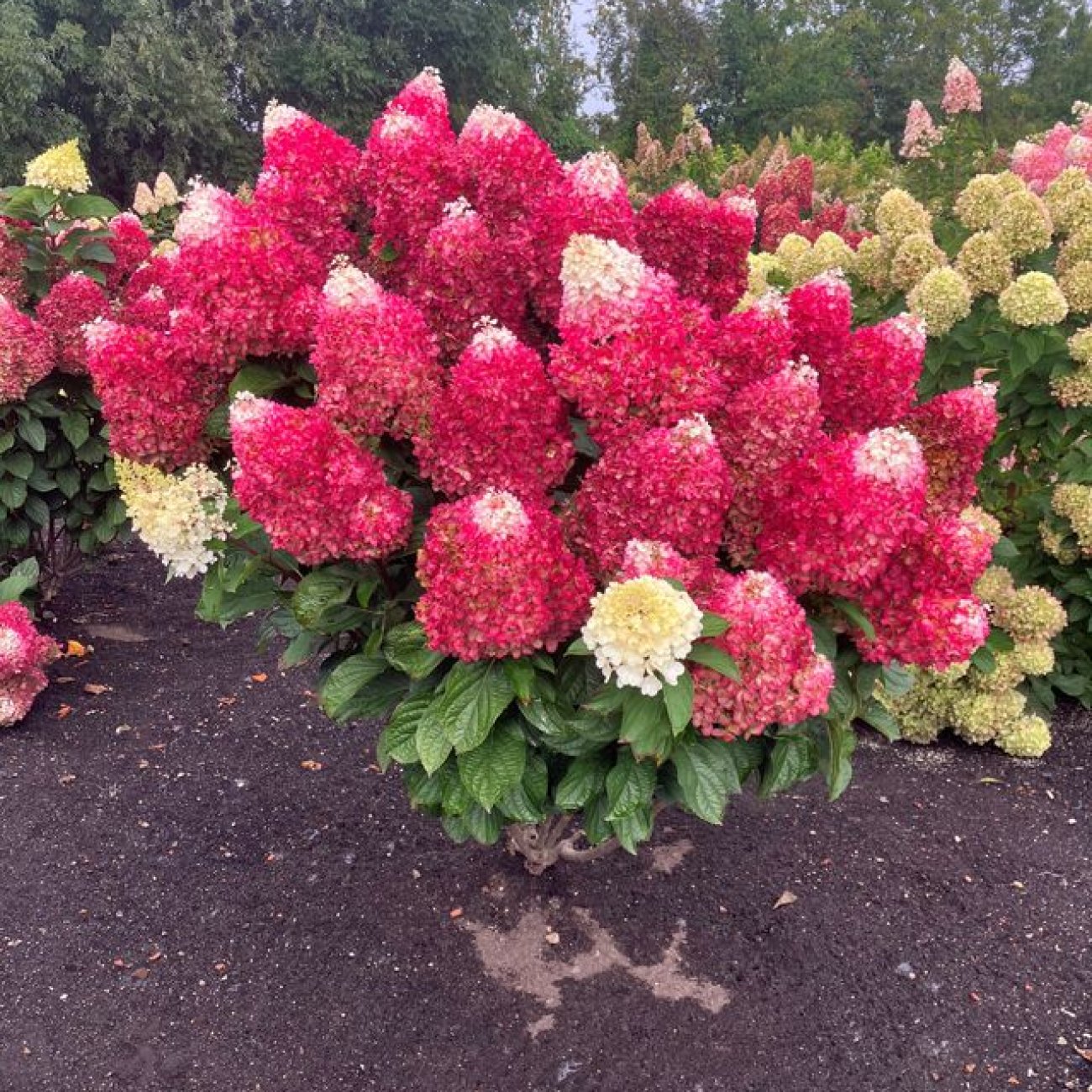 Obrázok Hortenzia metlinatá (Hydrangea paniculata) ´LIVING RED VELVET®´ by LIVING CREATIONS® - výška 20-30 cm, kont. C1,5L